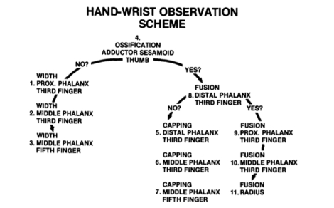 Hand-wrist Observation Scheme